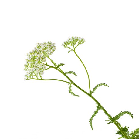 achillée millefeuille